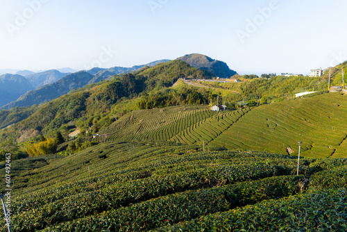 Tea field in Shizhuo Trails at Alishan of Taiwan © leungchopan