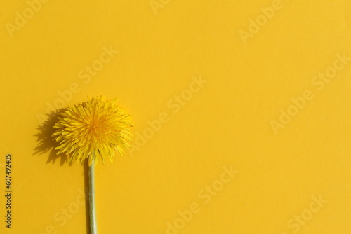 One fresh dandelion flower lies on a yellow background.