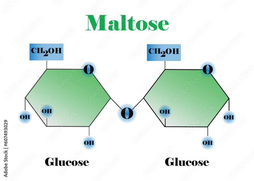 illustration of biochemistry, Maltose molecular, Structural chemical