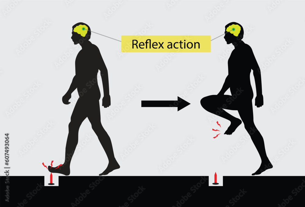 illustration of medical and biology, Reflex action, Spinal Reflex Arc anatomical scheme, A
