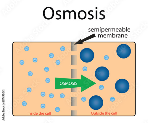 illustration of biology and chemistry, Osmosis, Diagram showing details of plant cell, Types of transport across membranes, Osmosis in a plant cell