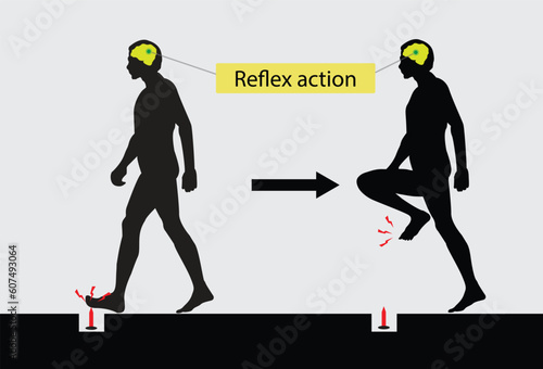 illustration of medical and biology, Reflex action, Spinal Reflex Arc anatomical scheme, A reflex arc is a neural pathway that controls a reflex, neural pathway 