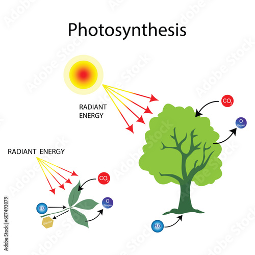illustration of biology, Photosynthesis, teaching poster with the process of cellular respiration of a growing plant with leaves, photosynthesis cycle
