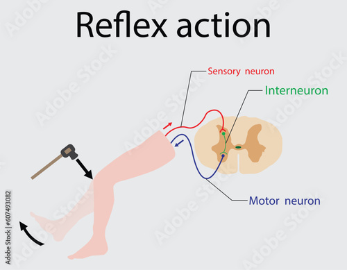 illustration of medical and biology, Reflex action, Spinal Reflex Arc anatomical scheme, A reflex arc is a neural pathway that controls a reflex, neural pathway  photo