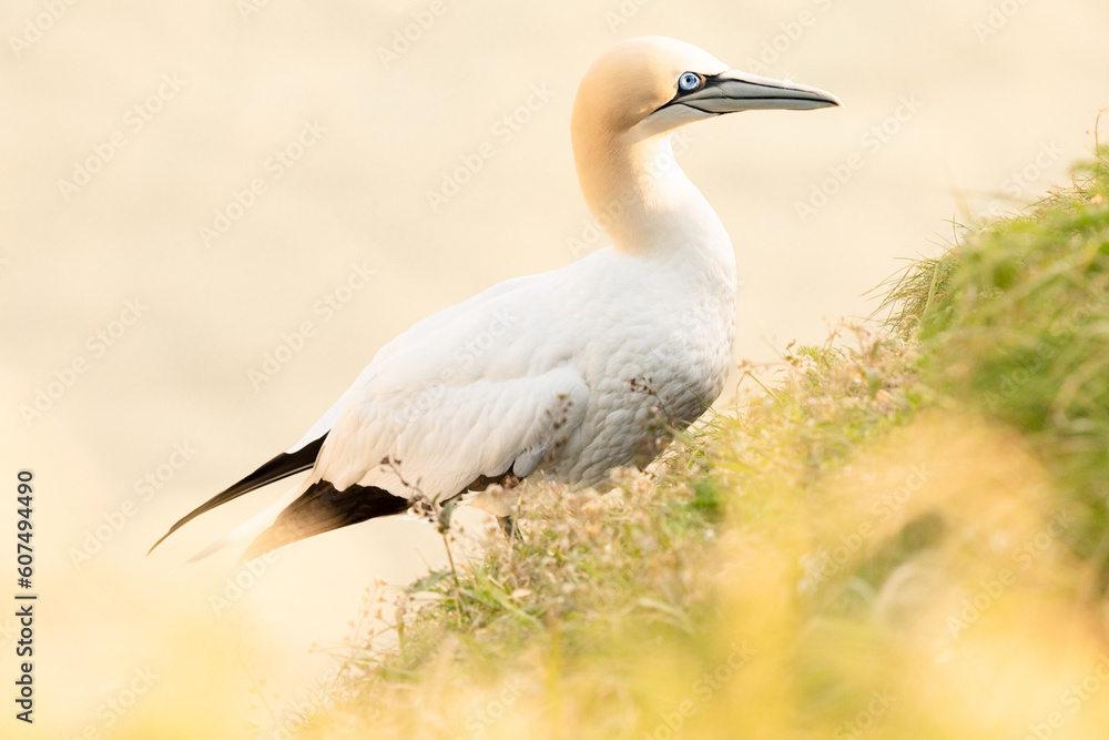 gannet on the cliff edge gannet on the cliff edge