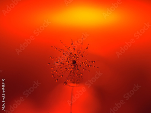 Dandelion seed covered by small drops of water in close up. On the blurred red, orange and yellow background remaining coloorful sunset. photo