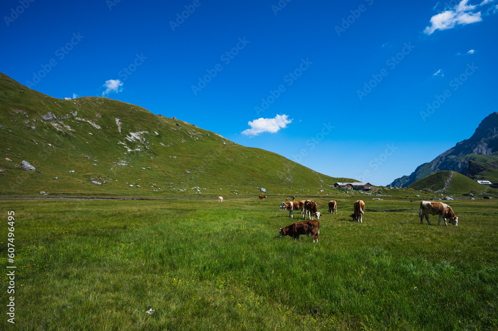 Obraz premium Bern, Switzerland - July 25, 2022 - View of Engstligenalp from the Engstligengrat hiking trail, Swiss Alps, Switzerland