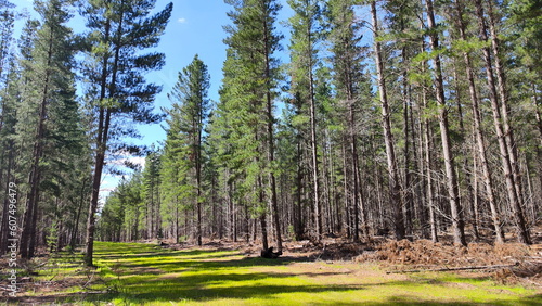 Pine tree forest plantation during a sunny weather photo