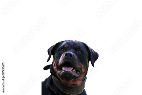Portrait einer Rottweilerh  ndin mit Lederhalsband  freigestellt