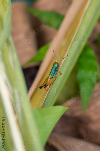 bug on a leaf