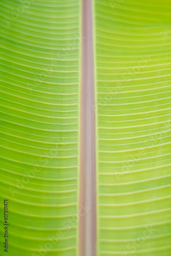 green banana leaf