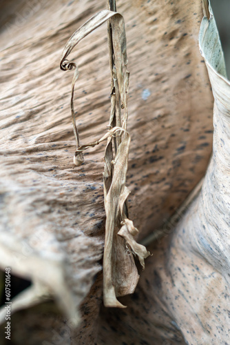 dried leaves