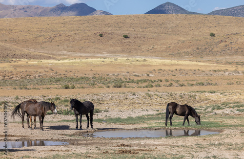 Wild Horses at a Waterhole in the Utah Desert in Summer