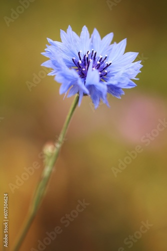 blue flower