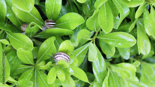 snails on green fresh leaf with water drops