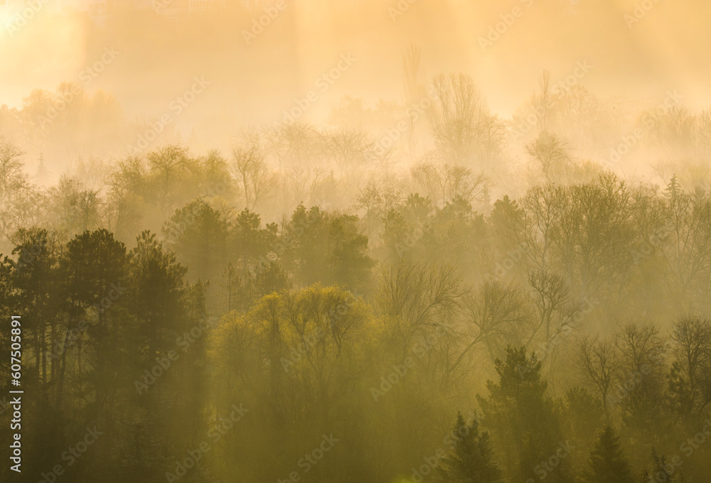 Spring morning light over the forest Spring morning light over the forest