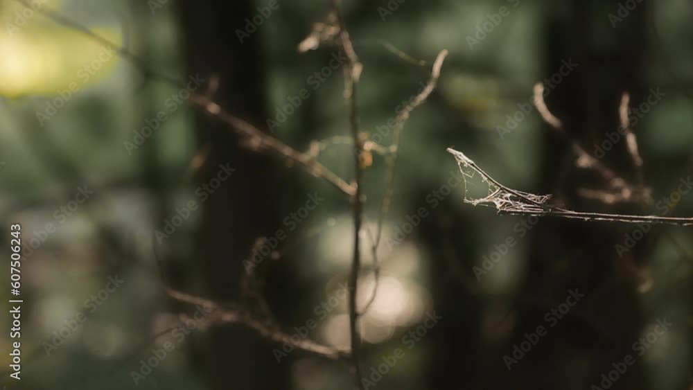 spider web on a branch fluttering in the wind spider web on a branch fluttering in the wind