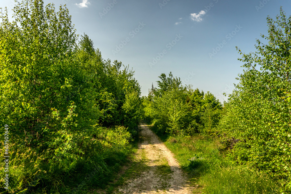 Tourist path leading through the forest. Tourist path leading through the forest.