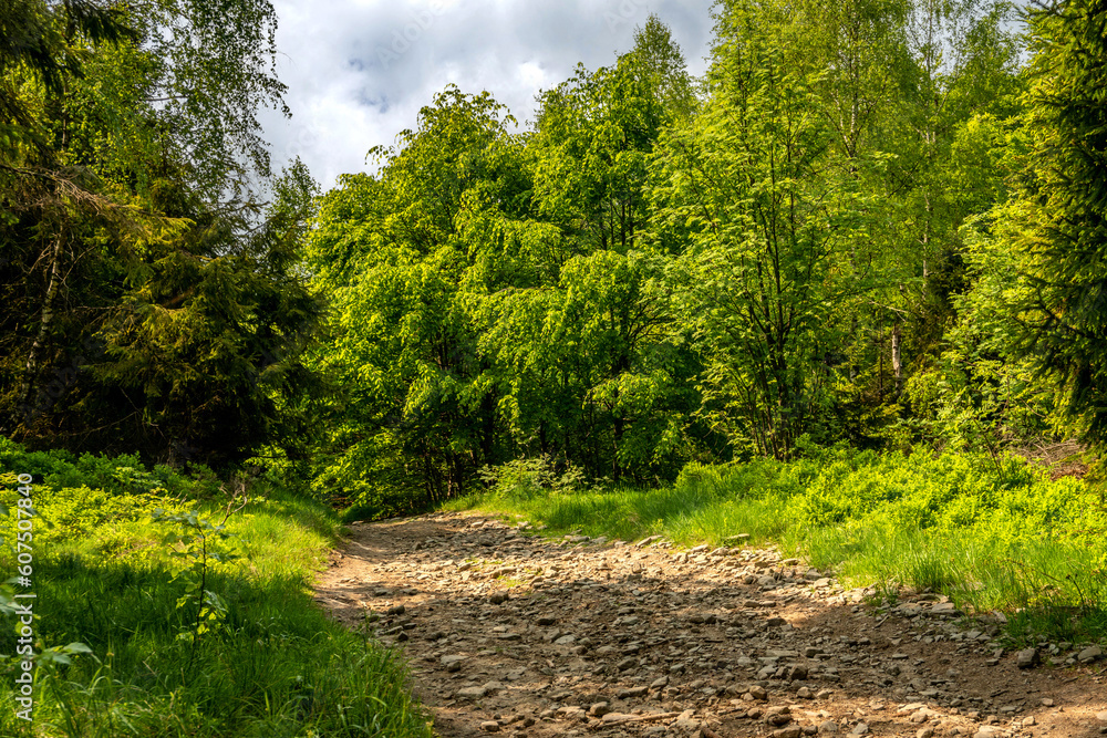 Naklejka premium Tourist path leading through the forest.