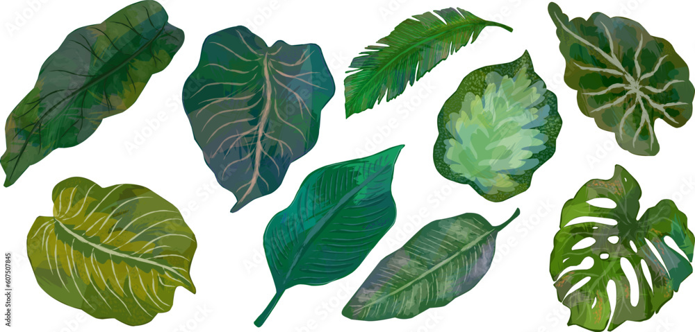 Fototapeta premium Set of tropical leaves, leaves with texture. Palm green leaves. Exotic set. Hawaiian elements. A tropical forest. Design elements