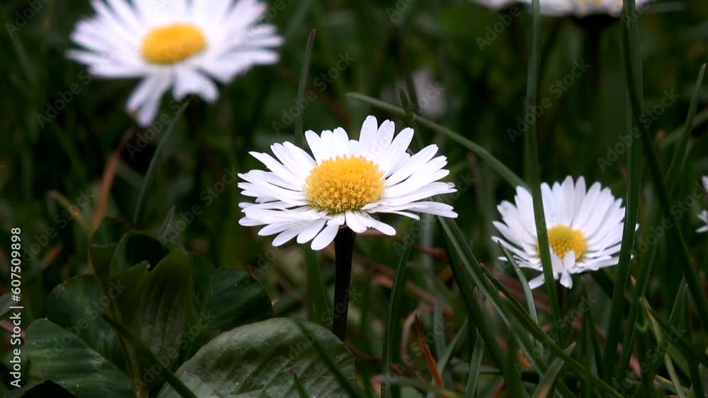 Chamomile flower. Blooming beautiful daisy flower. Chamomile in natural nature sways from the wind. Chamomile flower. Blooming beautiful daisy flower. Chamomile in natural nature sways from the wind.