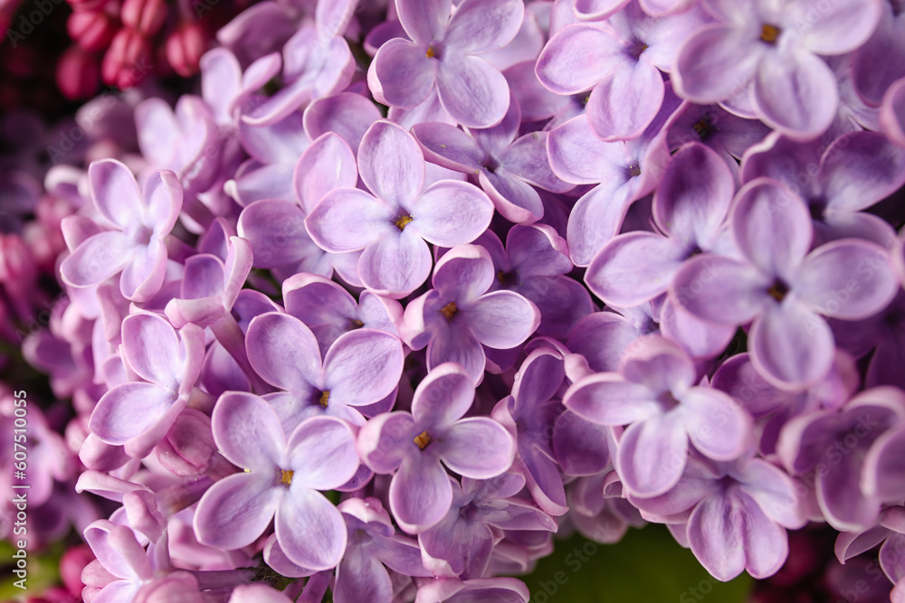 Fresh lilac flowers as background, closeup