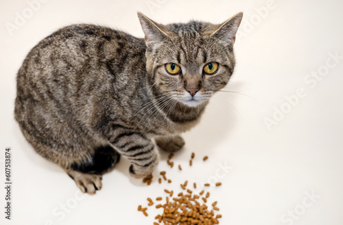 adorable female tabby cat kitty sitting proud with dry food isolated on beige or gray.beautiful domestic pet posing for advertising for cats food.angry hyngry animal,half closed eyes,eating close up photo