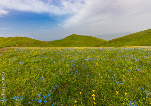 Blooming meadows in the mou...