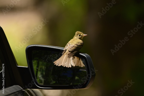 Cordilleran Flycatcher getting angry at their reflection in a car mirror photo