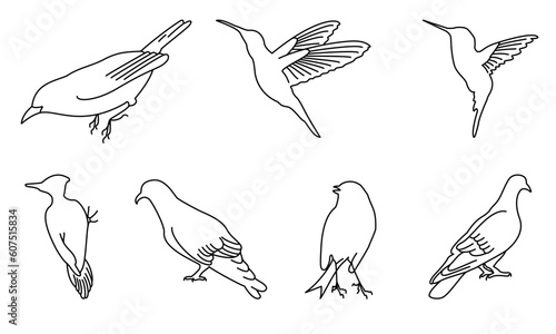 City birds