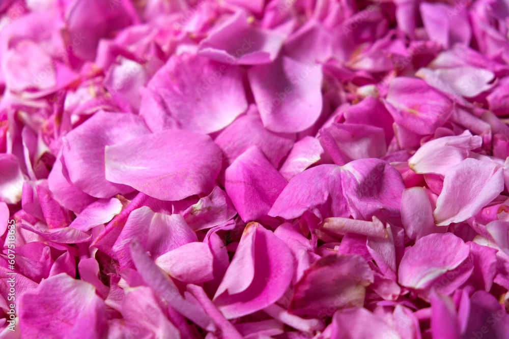 Close up Pink rose leaves background wallpaper. Ingredients for natural cosmetics, oils and jams. Beautiful pink floral background.