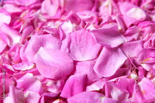 Close up Pink rose leaves background wallpaper. Ingredients for natural cosmetics, oils and jams. Beautiful pink floral background. © AliRza