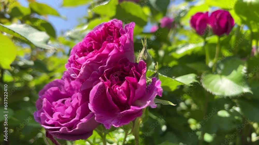 Bunch of purple pink roses flowers floribunda bush in garden. Bunch of purple pink roses flowers floribunda bush in garden.