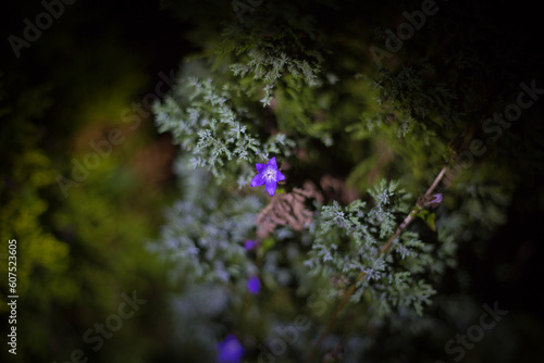 Glockenblume nachts im Garten