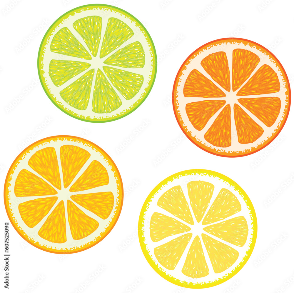 Obraz premium Vector illustration of Slices of citrus fruits: Orange, red grapefruit, lemon and lime. Great for making patterns