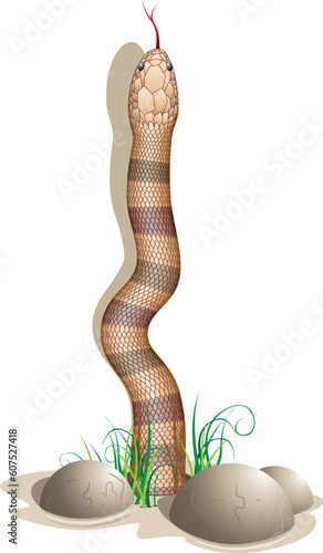 Snake and stones