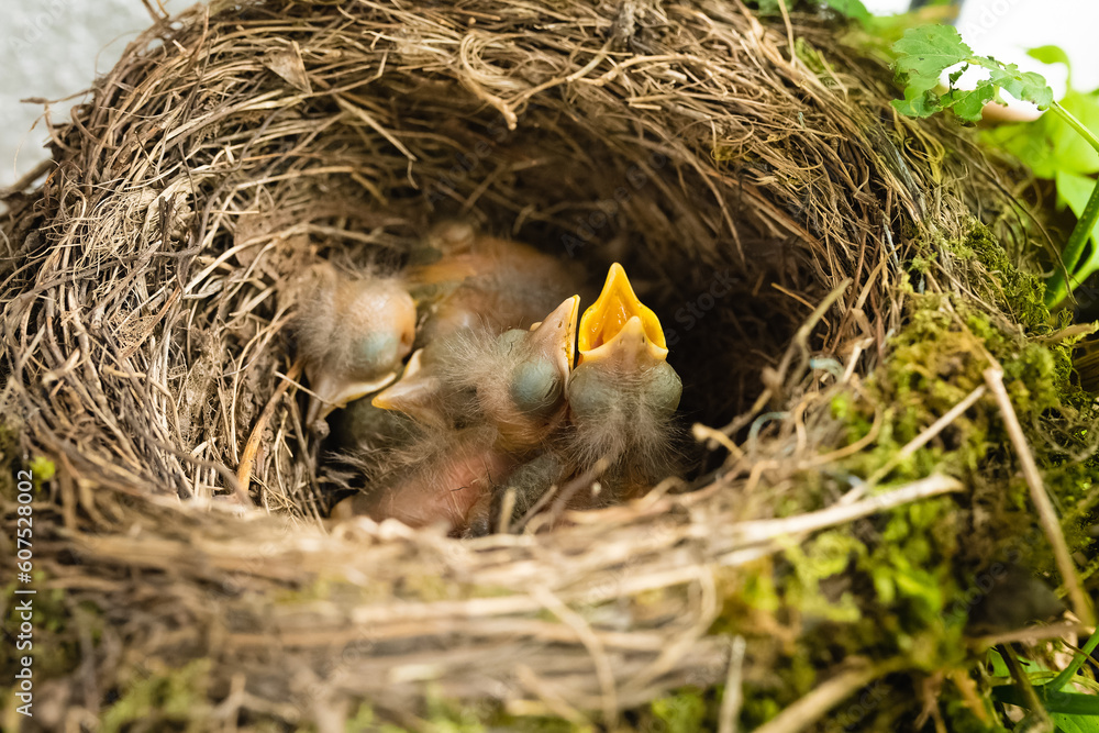 Common blackbird chicks in nest Common blackbird chicks in nest