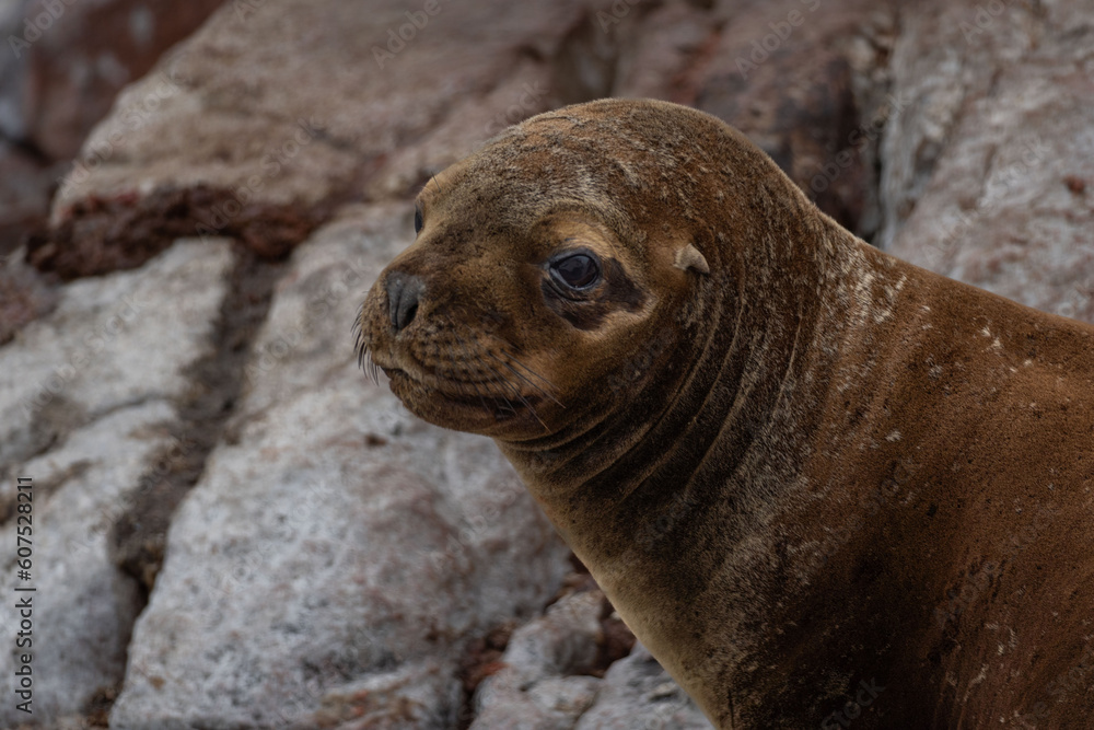 Sea lion in Isla Ballestas, Peru