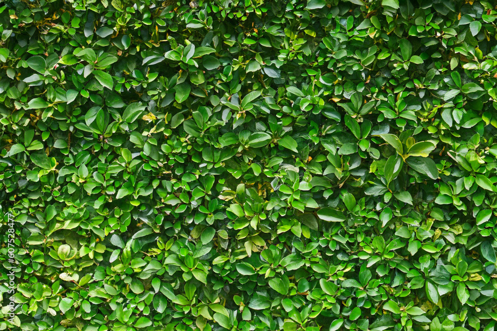 Herb wall, plant wall, natural green wallpaper and background. nature wall. Nature background of green forest Herb wall, plant wall, natural green wallpaper and background. nature wall. Nature background of green forest