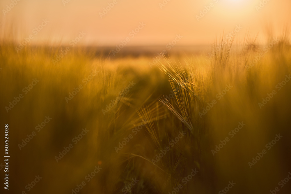 Ripe ears of barley in the field Ripe ears of barley in the field