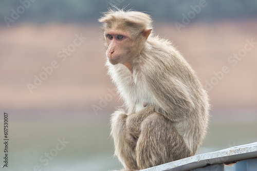 Cute Monkey sitting near tourist place. Amazing photo with beautiful background.  © VISWA