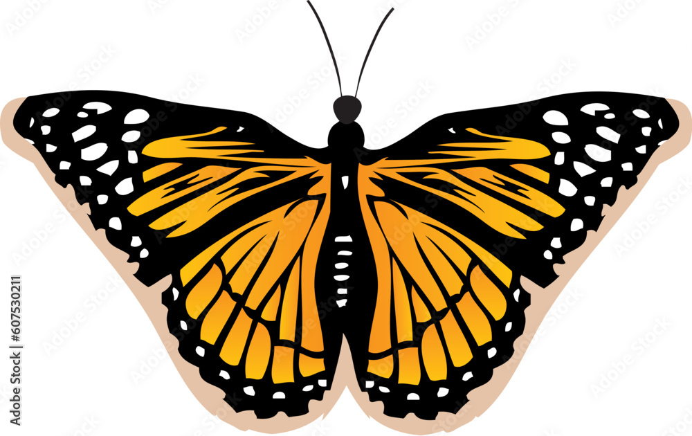 Fototapeta premium Butterfly vector
