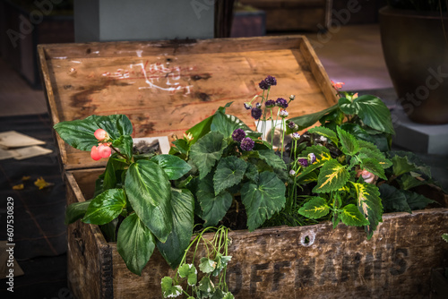 Old wooden box with a lid planted with various green plants