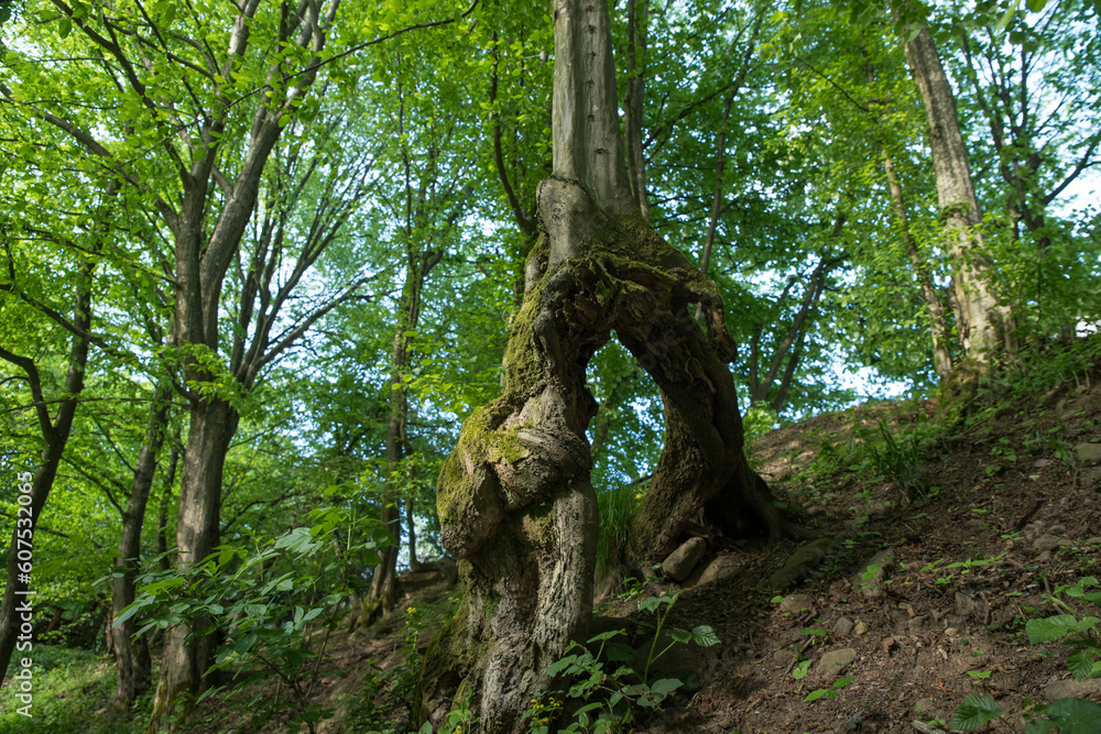 A bizarre tree trunk in the forest.
