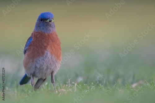 Western Bluebird with a Worm