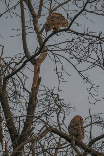 Two Owls in a Tree