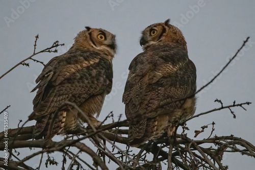 Pair of Great Horned Owls