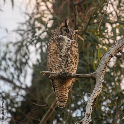 Great Horned Owl in a Tree