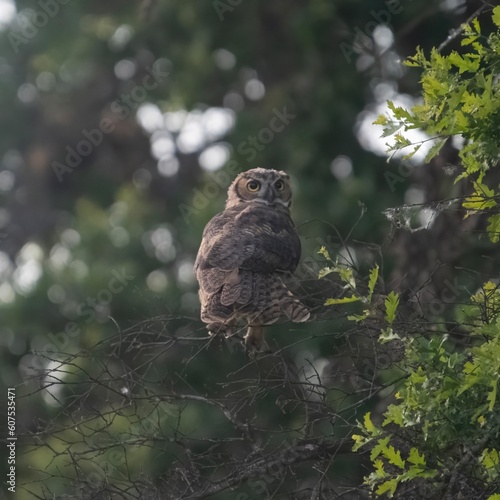 Baby Owl resting on a Branch