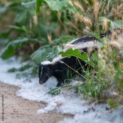 Striped Skunk